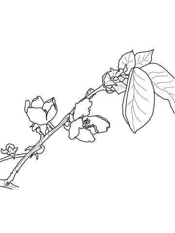 Quince Blossom Coloring Page